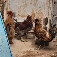 مرغ|حیوانات مزرعه|سریش آباد, |دیوار