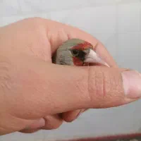 سهره