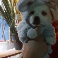 توله جک راسل ۳ماهه مناسب