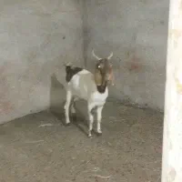 کولار‌نژاد‌دوقلوزا
