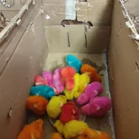 جوجه رنگی و کفتر فروشی و کفتر باخ رفته