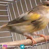 قناری