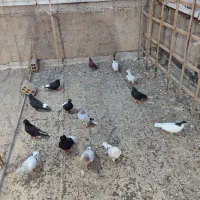 کفتر رنگی