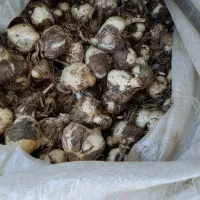 موسیر