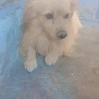 سگ اشپیتز پامر
