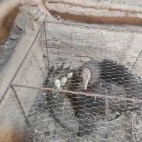 بوقلمون برنز با چهار جوجه