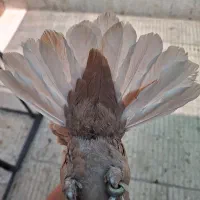 جفت زرد دم سفید