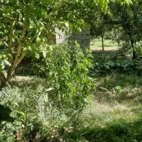 ۱۷۰۰متر باغ دهبوره راه با سند و برق وبرج زیر کانال