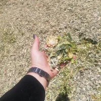 مرکز فروش فوری ذرت علوفه ای دزفول