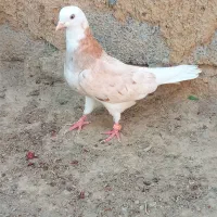 کبوتر|پرنده|کمیجان, |دیوار