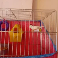 فنچ|پرنده|صومعهسرا, |دیوار