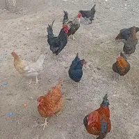 مرغ خانگی