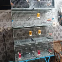 فروش 9 عدد قناری با قفس
