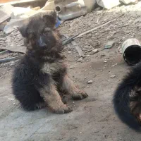 دو عدد توله ژرمن نر و ماده