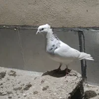 کلفه نر