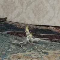 عروس هلندی جفت