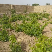 انگور عسکر