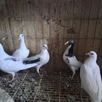 کبوتر پلاکی