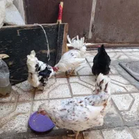 مرغ گلین لری، لاری، برهما، کوشین