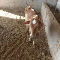 فروش گوساله