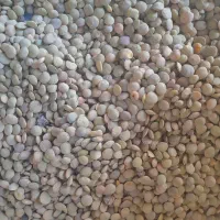 عدس|خوردنی و آشامیدنی|اردبیل, |دیوار