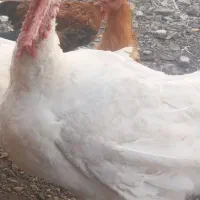 بقلمون