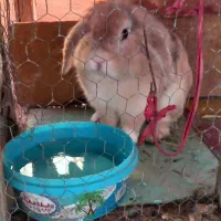 خرگوش لوپ نر چشم آبی
