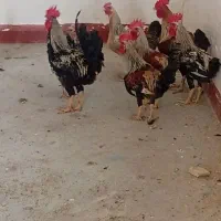 2عدد مرغ تخم گذار وپنج عدد خروس