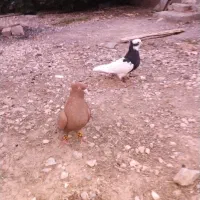 کبوتر مفت طوق