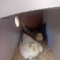 عروس هلندی مولد