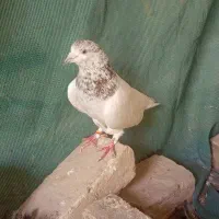 کفتر کبوتر عتیقه