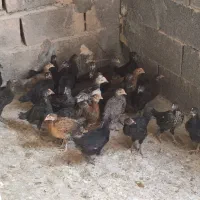 فروش جوجه
