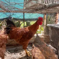 فروش خروس