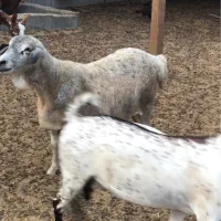 میش بره برشن