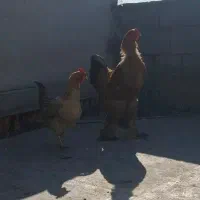 یک عدد برهما۸.۹ ماهه