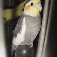 عروس هلندی