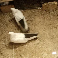 نر دم سیاه معاوظه با ماده دم دار