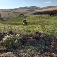 سگ سراب