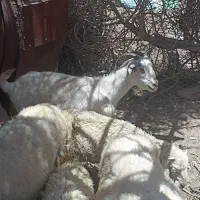 بز و میش.بردسیر
