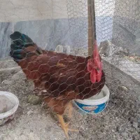 ۴ عدد مرغ و خروس