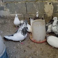 کبوتر کله دار