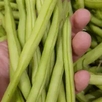 لوبیاسبز(درجه یک)