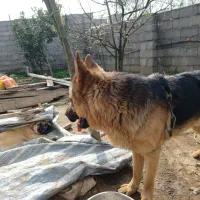 سگ نگهبان ژرمن وپیتبول