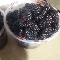شاتوت