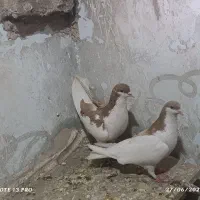 کبوتر ساده پر خال سیاه