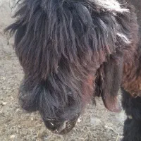 بره قوچی