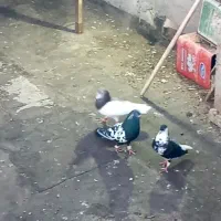 سینه سیاه