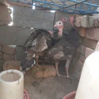 بوقلمون برنز انگلیسی
