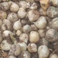 موسیر ریزه