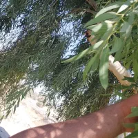 خریدار انواع چوب